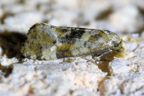 Cochylini